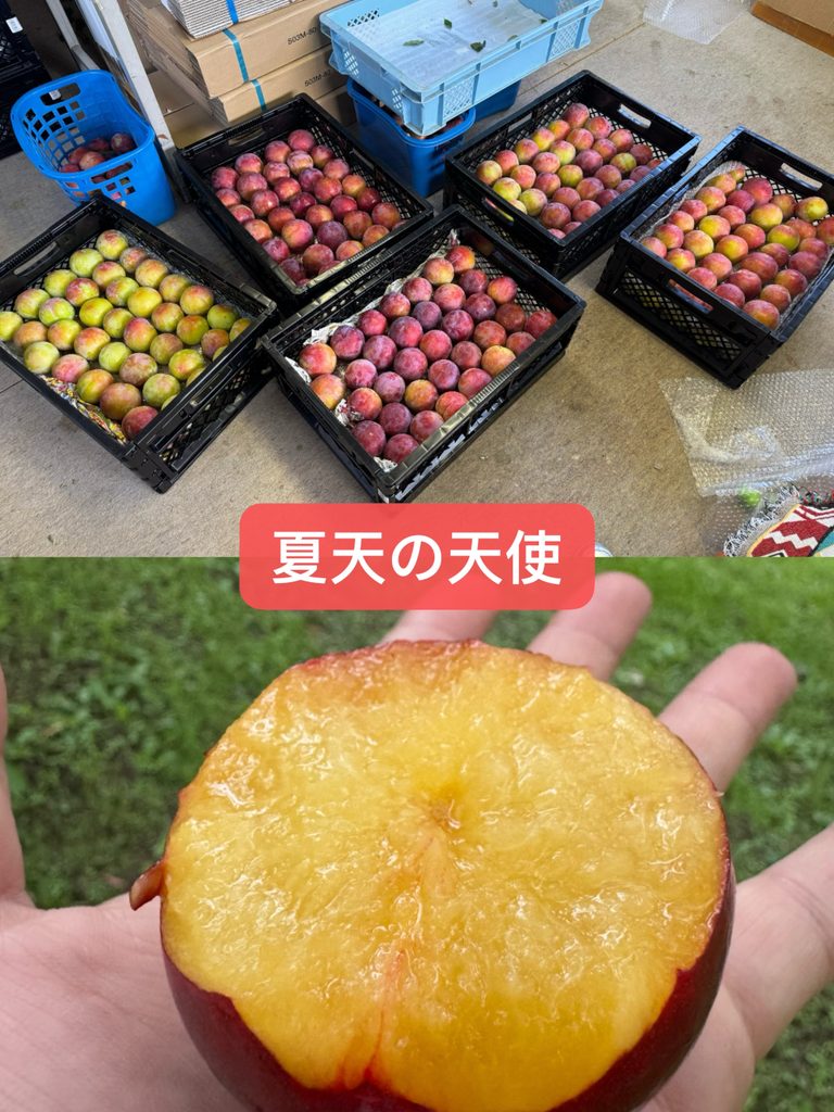 すもも 真夏の天使 サマーエンジェル