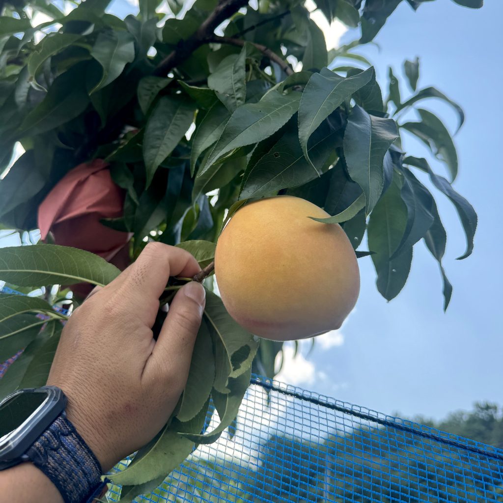 黄桃