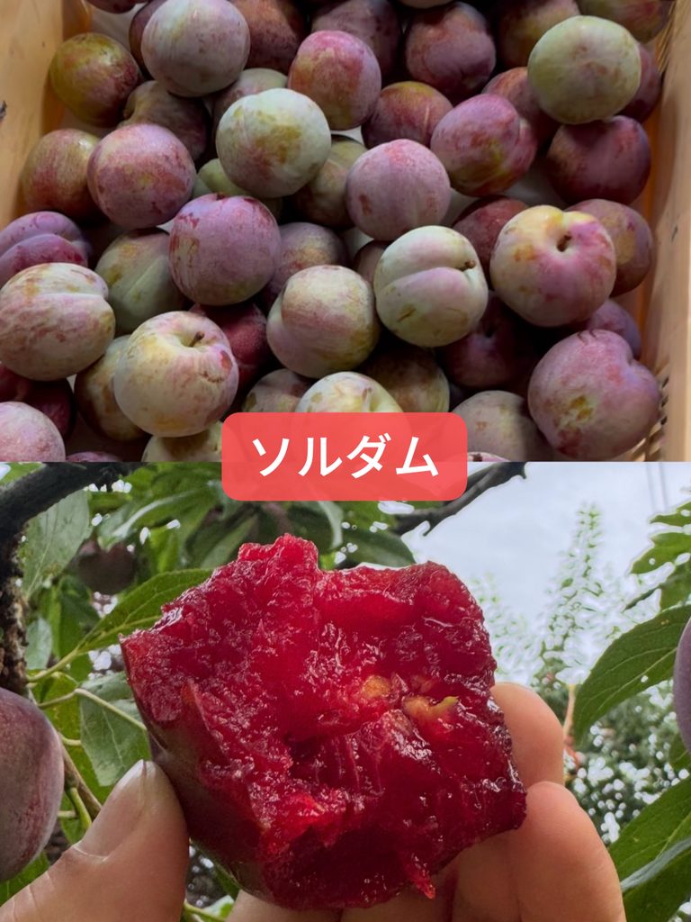 すもも ソルダム