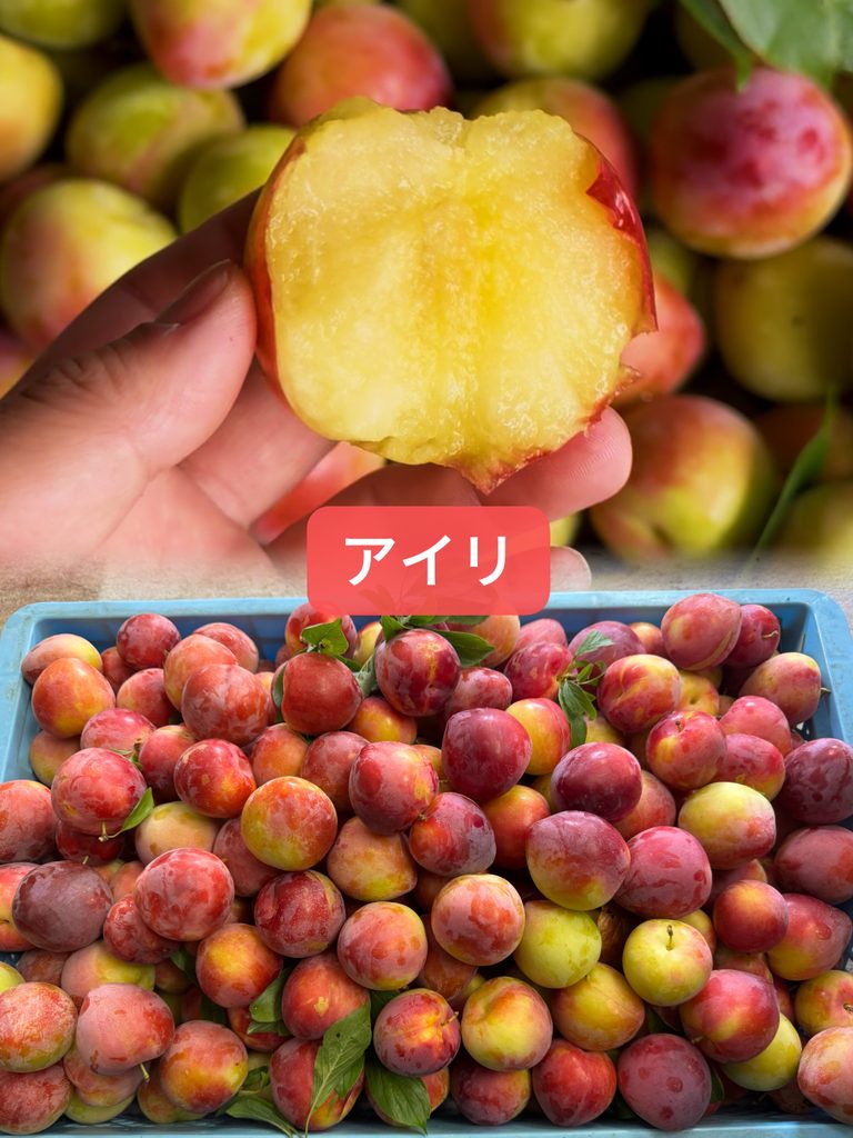 すもも アイリ